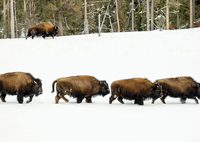 Ridgeline Hotel At Yellowstone, An Ascend Collection Hotel